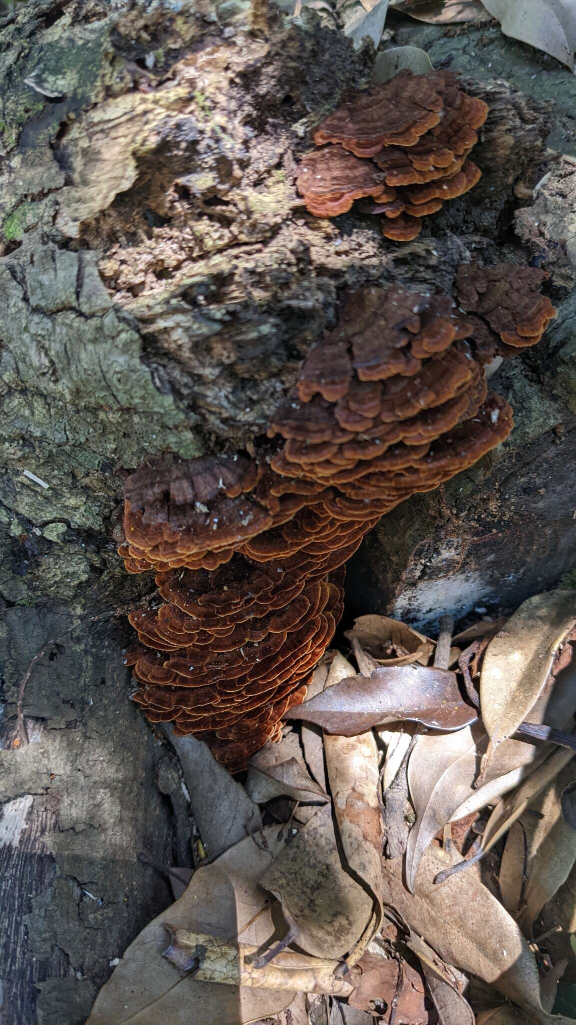 Image de Cyclomyces fuscus Kunze ex Fr. 1830