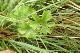 Image of Pelargonium alchemilloides (L.) L'Her. ex Soland.