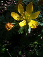 Image of eranthis