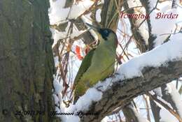 Image of Picus viridis karelini Brandt & JF 1841