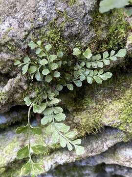 Image of Asplenium dentatum L.