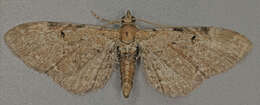 Слика од Eupithecia expallidata Doubleday 1856