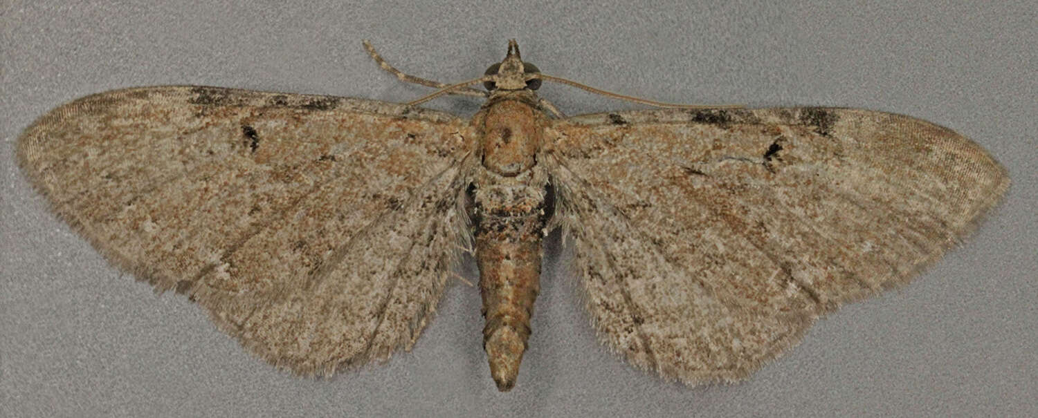 Слика од Eupithecia expallidata Doubleday 1856