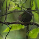 Image of Mindanao Parrotfinch