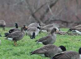 Image of Greenland White-fronted Goose