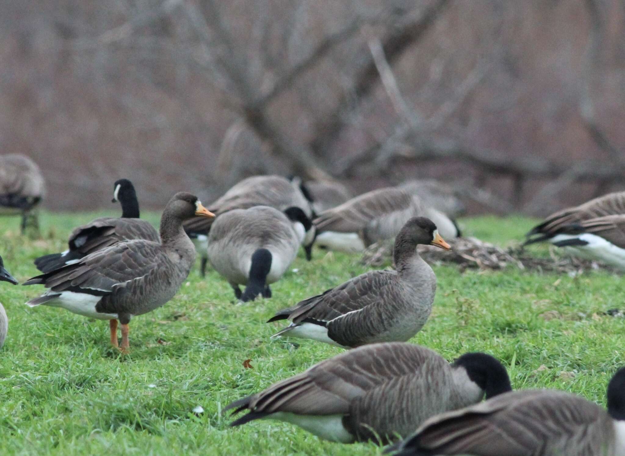 Image of Greenland White-fronted Goose