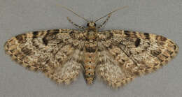 Слика од Eupithecia tantillaria Boisduval 1840