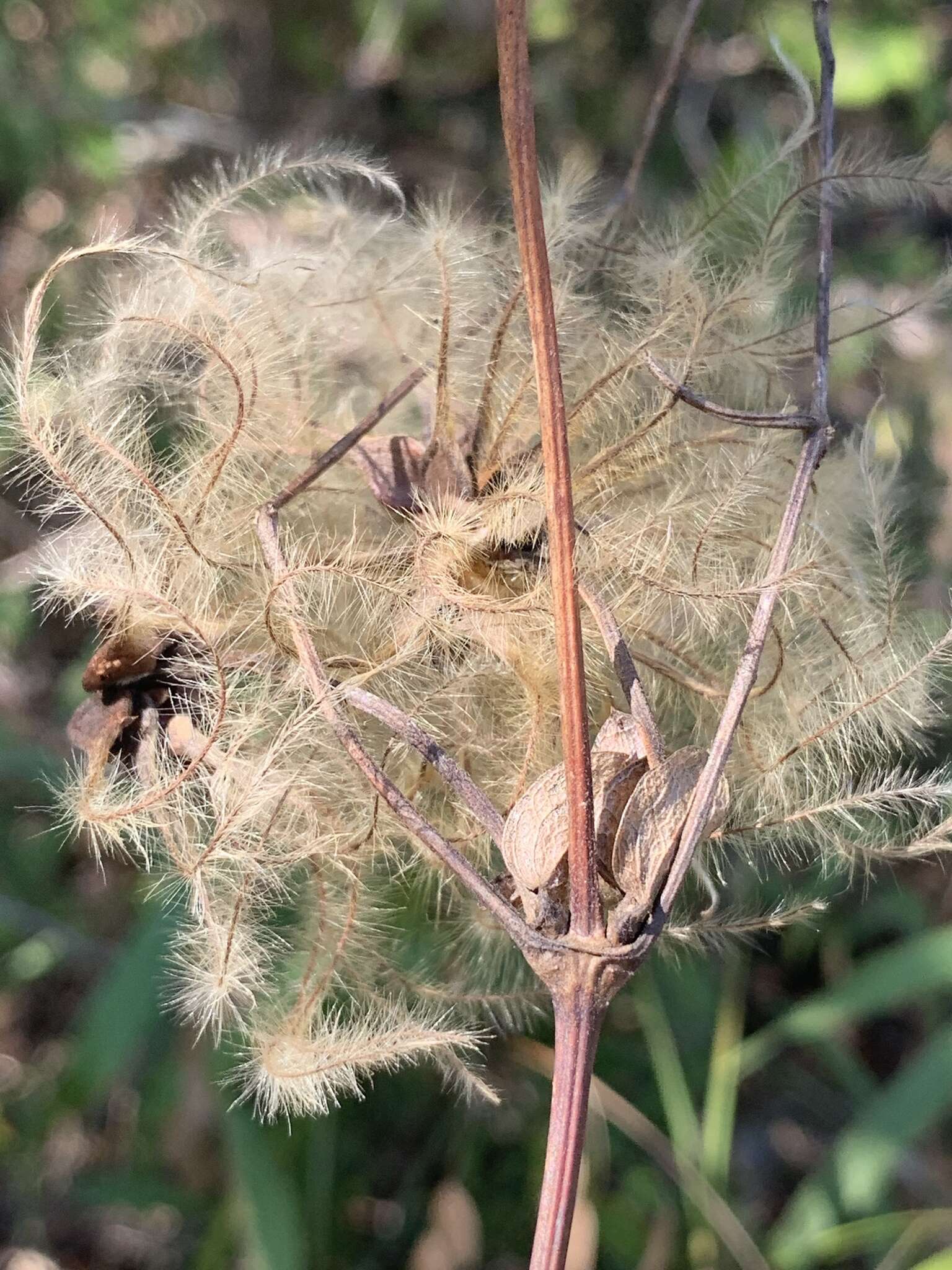 Imagem de Clematis reticulata Walt.