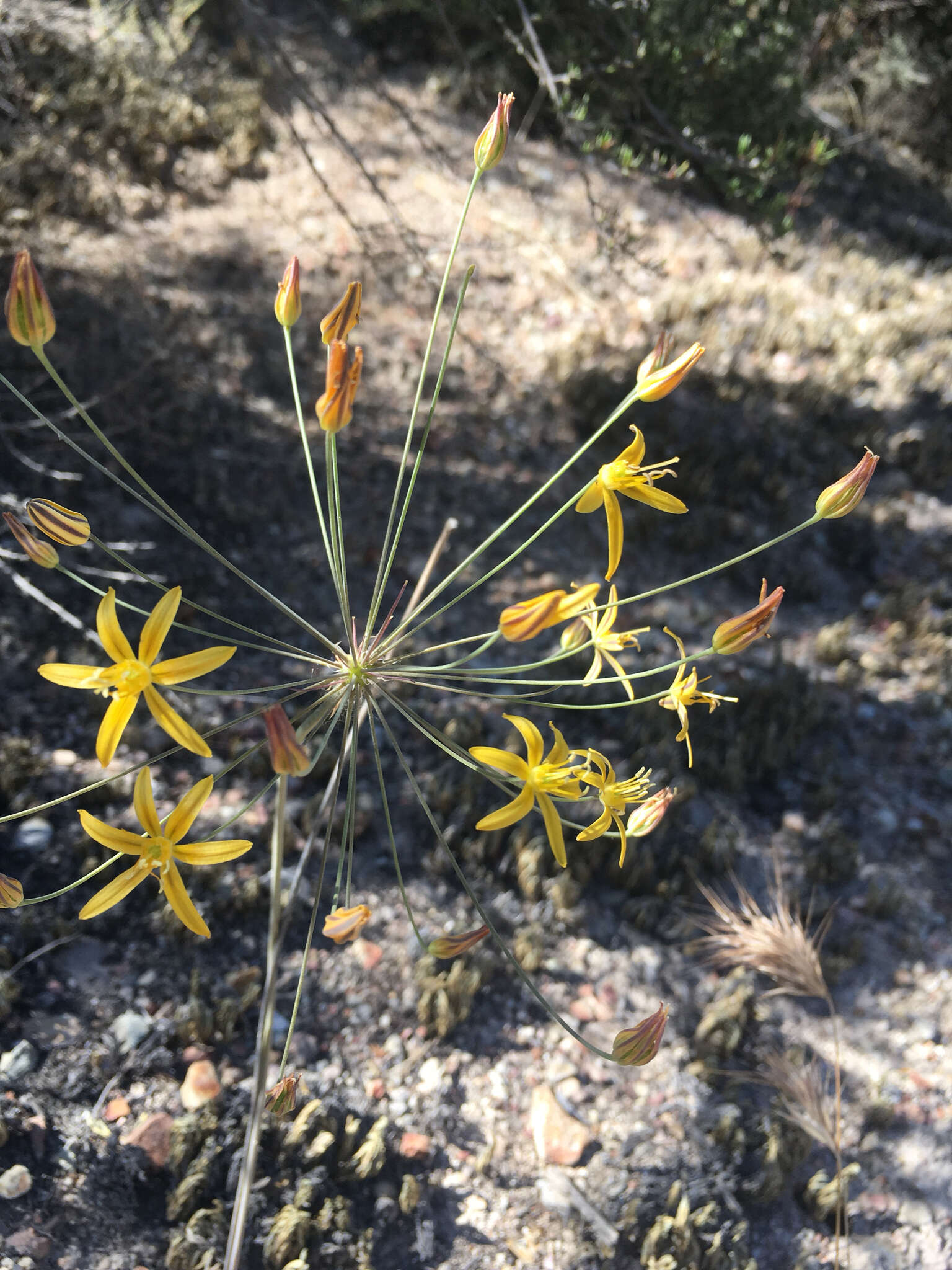 Слика од Bloomeria crocea var. aurea (Kellogg) Ingram