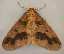 Image of mottled umber