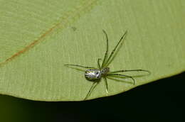 Image of Leucauge regnyi (Simon 1898)