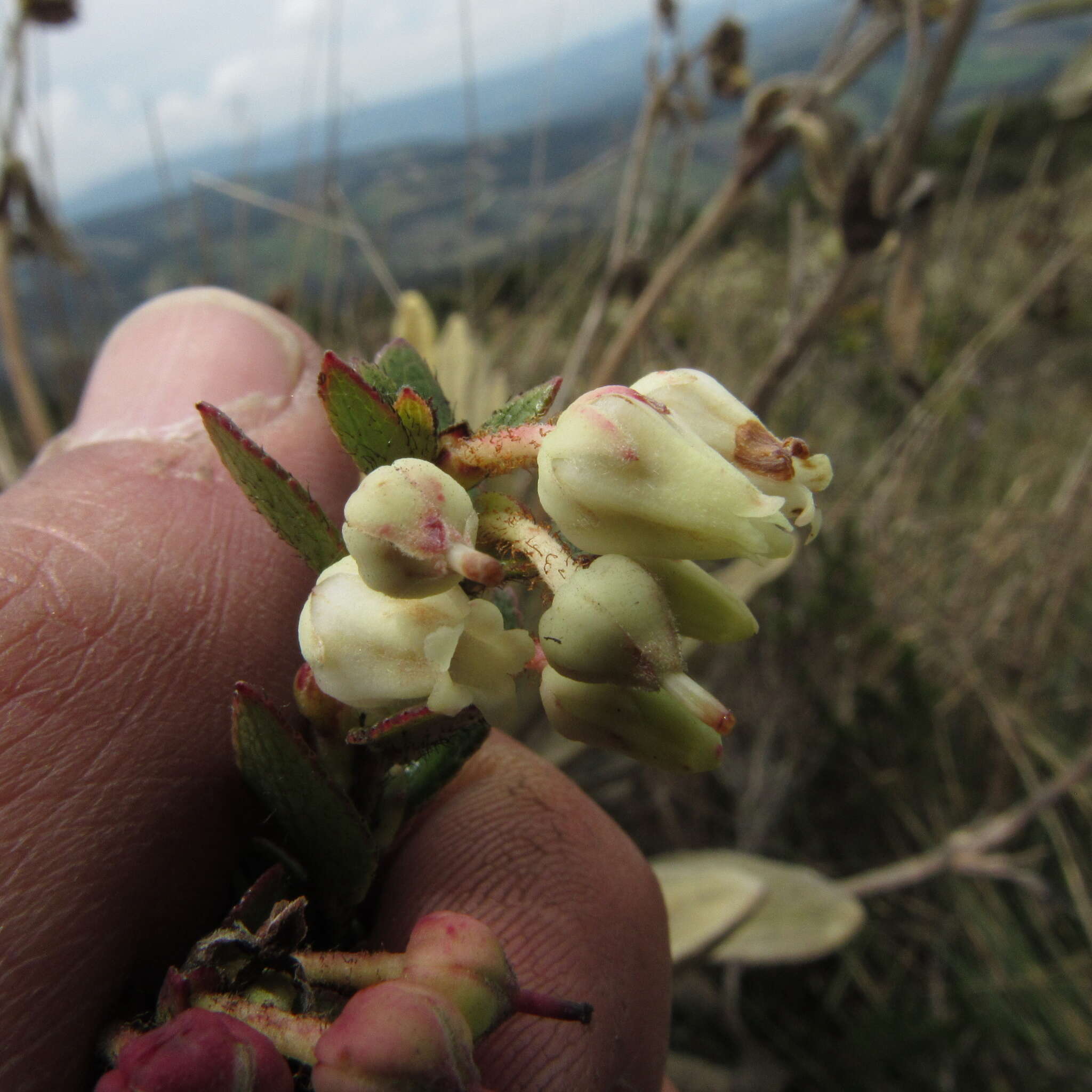 Sivun Gaultheria anastomosans (L. fil.) Kunth kuva