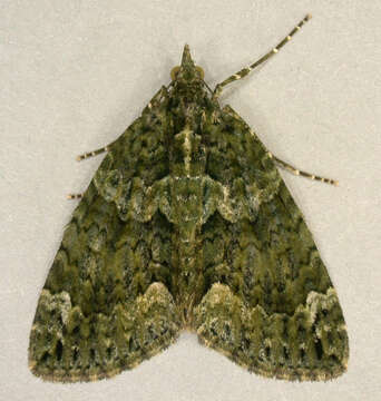 صورة Chloroclysta miata Linnaeus 1758