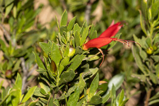 صورة Eremophila glabra subsp. glabra