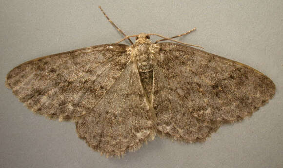 Image of The Small Engrailed