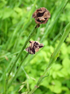 Microbotryum tragopogonis-pratensis (Pers.) R. Bauer & Oberw. 1997 resmi