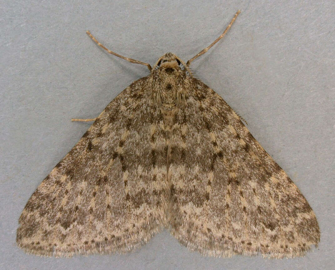 Image of mottled grey