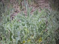 Image de Astragalus exscapus subsp. pubiflorus (DC.) Soó