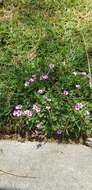 Image of windowbox woodsorrel