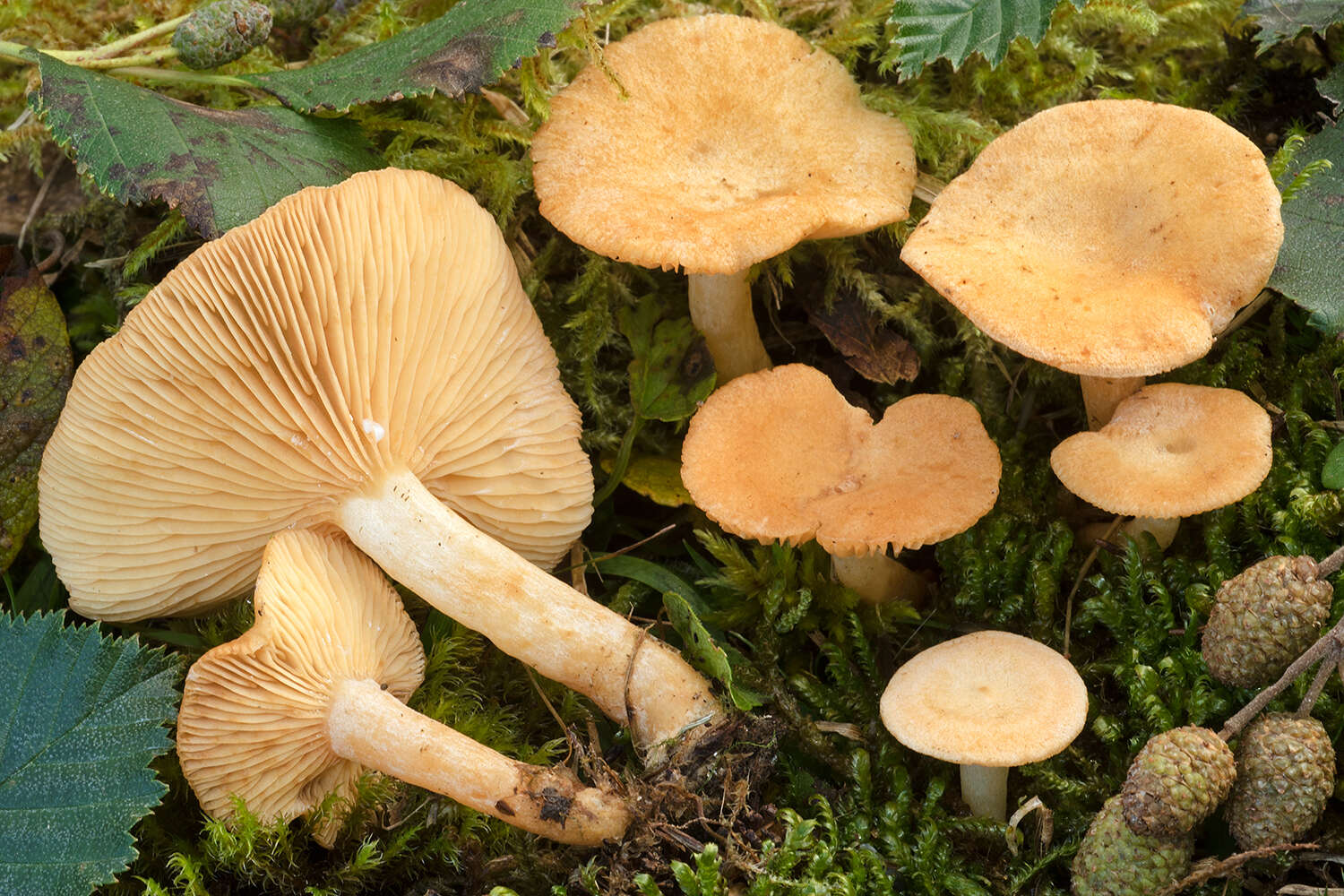 Plancia ëd Lactarius alpinus Peck 1875