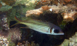 Image of Armed Squirrel-fish