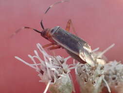 Image of Adelphocoris rapidus (Say 1832)