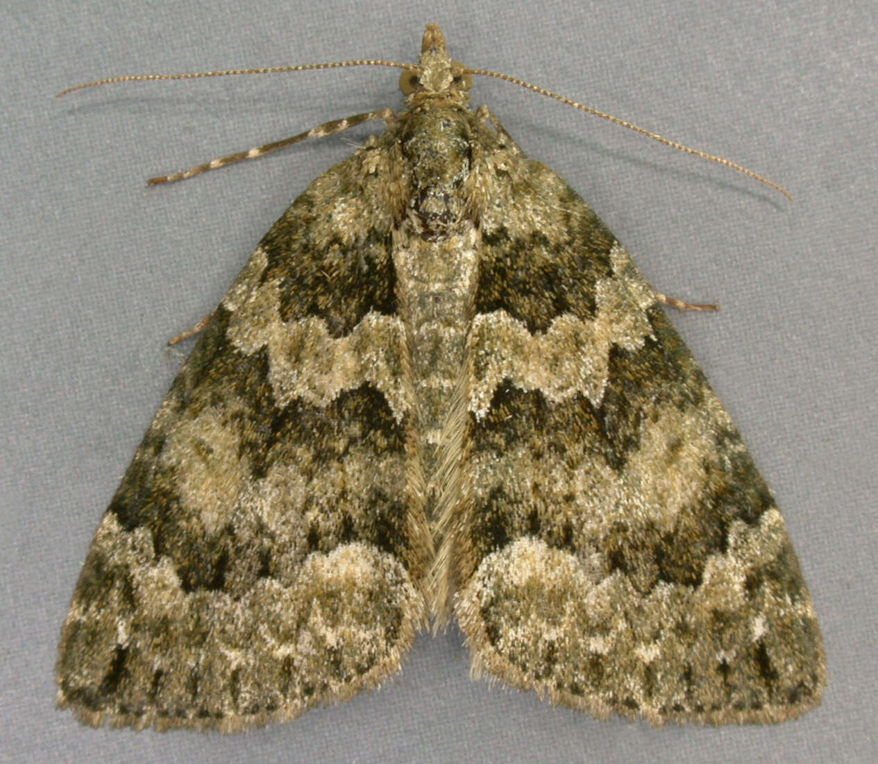 Plancia ëd Chloroclysta miata Linnaeus 1758