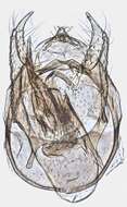 Image of Trifurcula subnitidella (Duponchel 1843) van Nieukerken et al. 1987