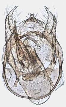 Trifurcula subnitidella (Duponchel 1843) van Nieukerken et al. 1987的圖片