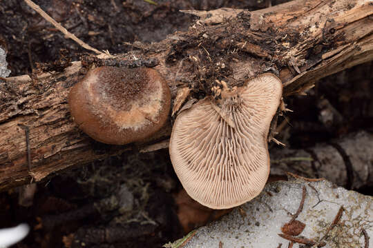 Image of Lentinellus montanus O. K. Mill. 1965