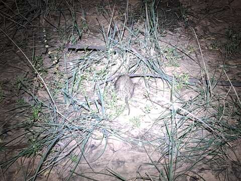 Image of Australian Long-haired Rat