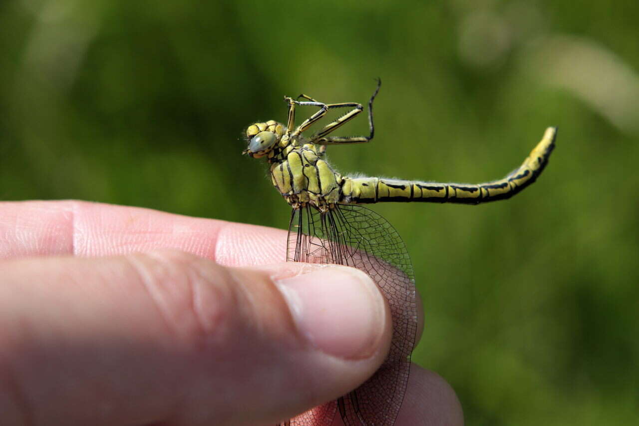 Image of Western Clubtail