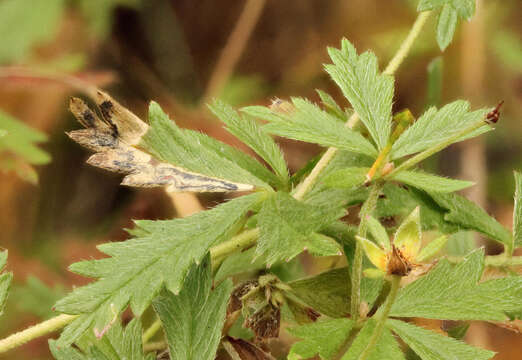 Image of Stigmella poterii (Stainton 1857) Fletcher et al. 1945