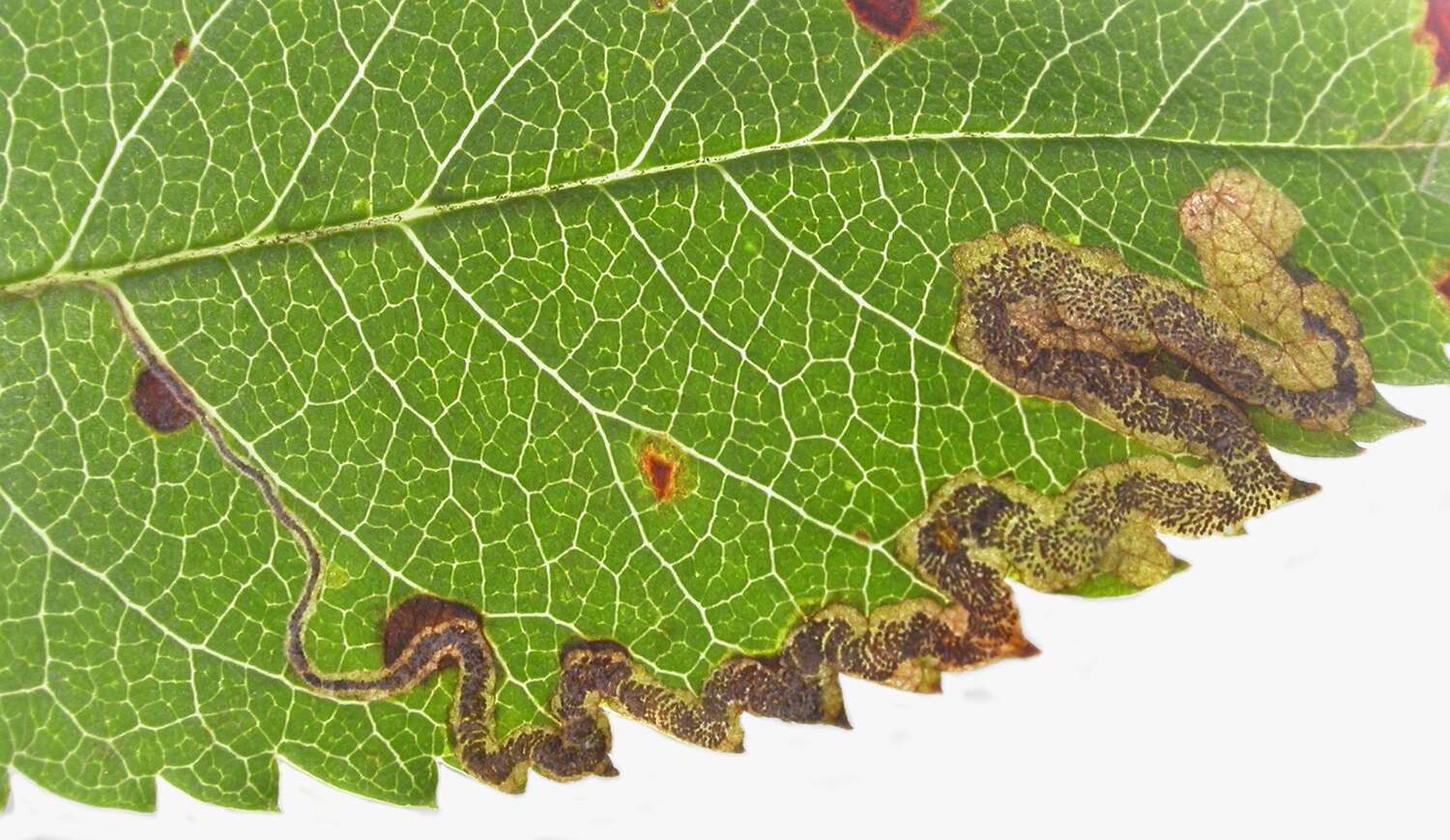 Image of Stigmella nylandriella (Tengström 1848) Beirne 1945