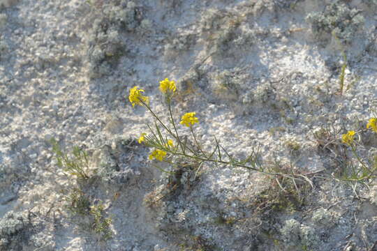 Image of Erysimum ucranicum J. Gay