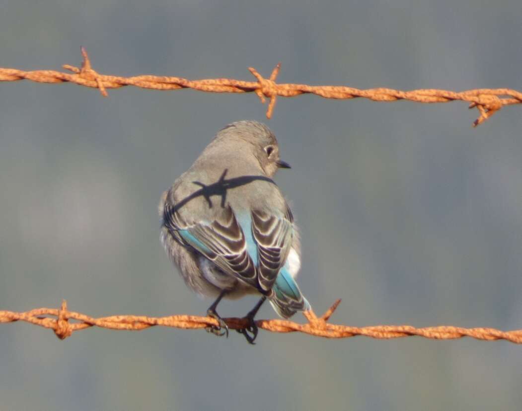 Image of Mountain Bluebird