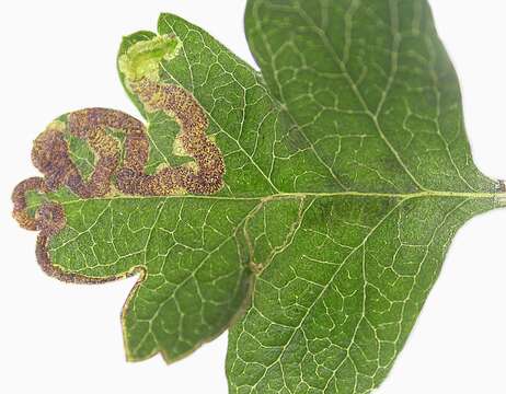 Image of Stigmella crataegella (Klimesch 1936) Klimesch 1948