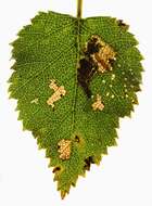 Image of Stigmella continuella (Stainton 1856) Fletcher et al. 1945