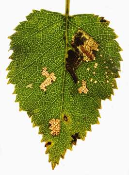 Image of Stigmella continuella (Stainton 1856) Fletcher et al. 1945