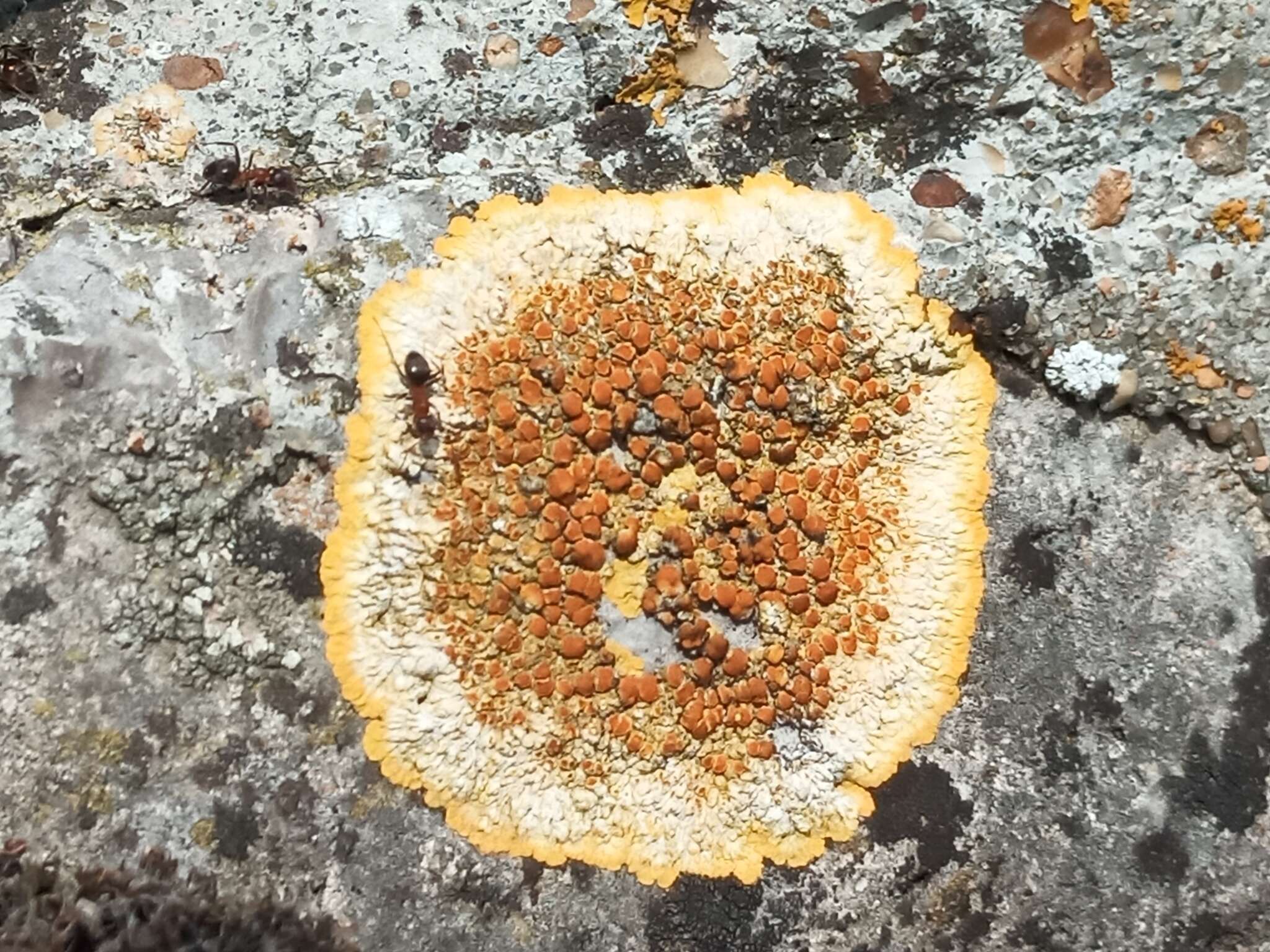 Image of orange lichen