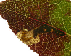 Image of Stigmella myrtillella (Stainton 1857) Vári 1944