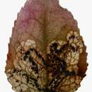 صورة Stigmella myrtillella (Stainton 1857) Vári 1944