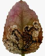 Image of Stigmella myrtillella (Stainton 1857) Vári 1944