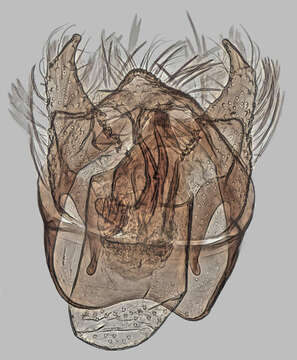 Image of Trifurcula cryptella (Stainton 1856) Johansson 1971