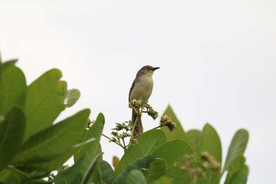 Image of Jungle Prinia