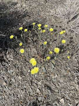 Image of Torrey's desertdandelion