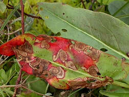 Image of pigmy sorrel moth