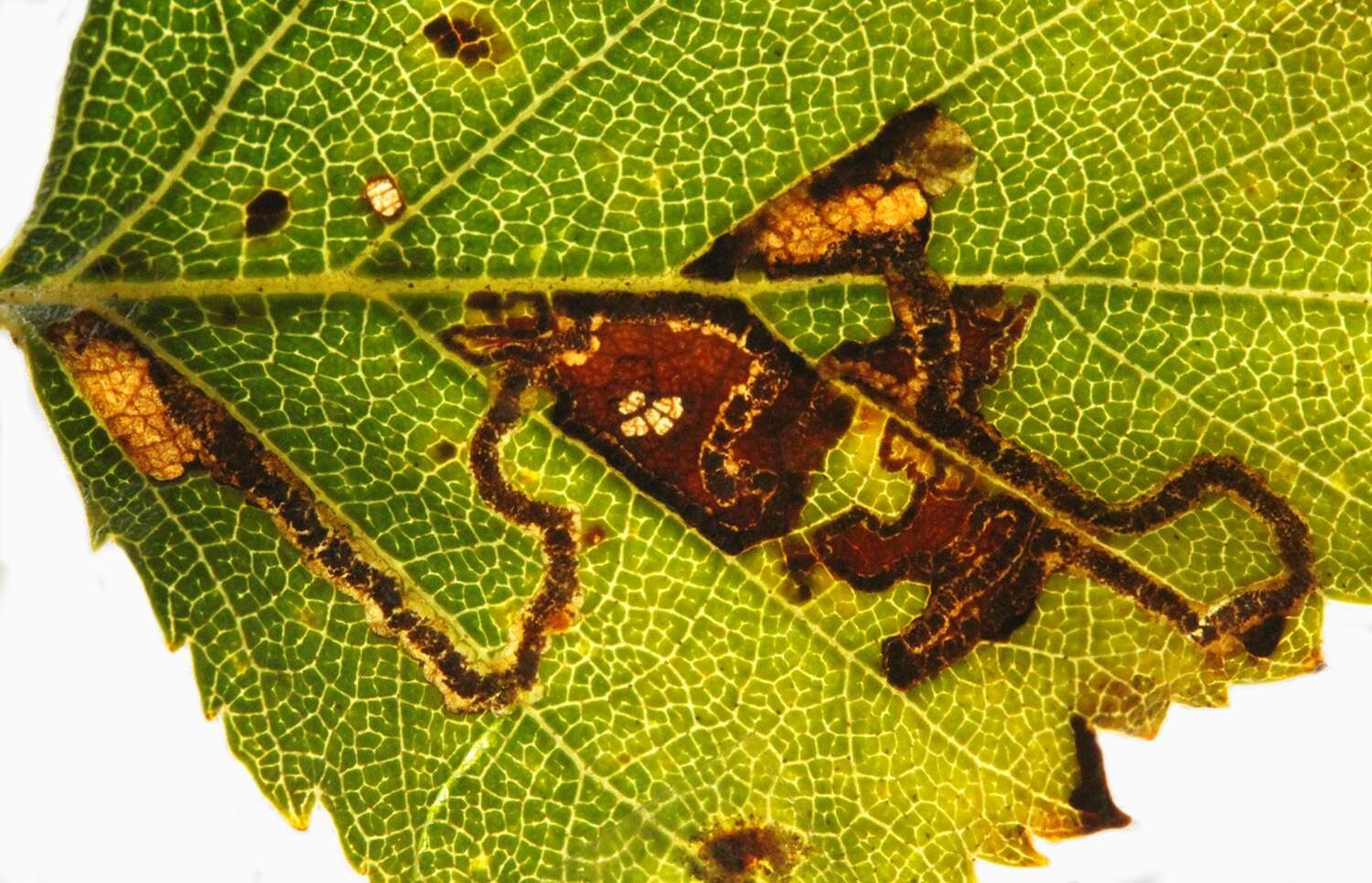 صورة Stigmella continuella (Stainton 1856) Fletcher et al. 1945