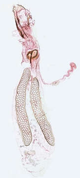 Image of Ectoedemia albifasciella (Heinemann 1871) Bradley et al. 1972