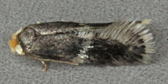 Image of Ectoedemia albifasciella (Heinemann 1871) Bradley et al. 1972